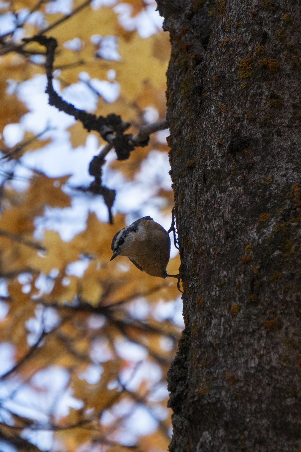 A nuthatch stand sidewise on a maple's trunk